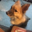 내사랑똥강아지 이미지