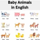 Baby Animals in English 이미지