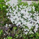 하늘바람꽃농원 이미지