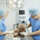 올림픽동물의료센터 이미지