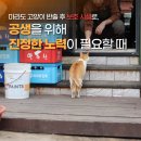 [공동성명] 마라도 고양이 반출 후 보호 시설로, 공생을 위해 진정한 노력이 필요할 때 이미지