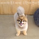 마이하우스퍼피 수원애견미용훈련 이미지