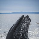 큰고래 이미지
