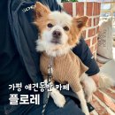 청평면 뚝방 자전거길 | 가평 애견동반 카페 플로레 내돈내산 만족 후기