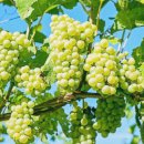 포도 - 성북구 보문로34길 54 | 포도