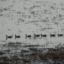 우포늪 생태 사진전 이미지