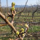 배꽃농장 이미지