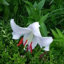 담양한옥에 이미지