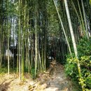 지리산을 품은 전남 구례 : 섬진강 대나무숲길 & 쌍산재 이미지