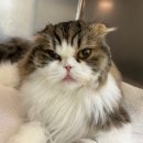 초로동물병원 이미지