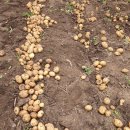 돌나라 평창 한농마을 유기농 감자 캐는 날 이미지