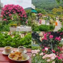마산회원구 ⓒ-13 | 창원 마산 장미카페 앵지밭골그집 회원동 장미 수국 실시간 개화상태
