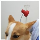 박종현동물병원 이미지