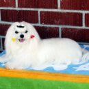 Blue dog club 이미지