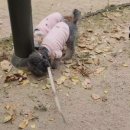 강아지 마법사 골드맘 이미지