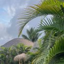 K-Pool(케이풀) | 발리여행, 풀빌라에서 허니문 제대로 즐기기 💚 케이클럽 우붓 (K-Club Ubud)