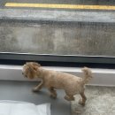 멍멍 애견미용 이미지