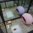 모찌네호캉스 이미지