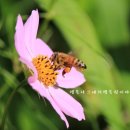 팔월펜션 이미지