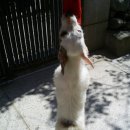 오공이 농장 이미지