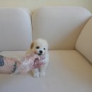 퍼피멍멍 이미지