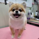 개모임애견샵