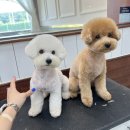 살롱드댕댕 이미지