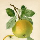 보태니컬 일러스트 이미지