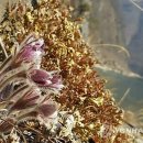 동강의품속 이미지