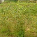 깊은샘블루베리농장 이미지