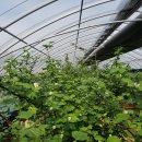 태동농장 이미지