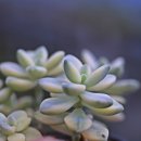 살구미농장 네이버블로그