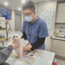 비타동물의료센터 | 첨단지구동물병원 추천 강아지 중성화 수술 후기 (ft. 사후관리)