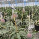 애플망고 이미지