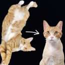 고양이랑놀자 | 용인 고양이 무마취 미용 목욕 전문점 야옹아놀자 용인점 후기