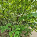 푸른식물병원 이미지