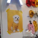 코니사진관 이미지