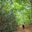 구불5길(물빛길) | 120m 산에 청정 원시림…비결은 '45년 입산금지' [지도 위를 걷다 청암산·전북천리길 구불길]