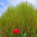 (여행.트레킹) 2025년 연천 임진강 댑싸리 공원 가을꽃 축제 이미지