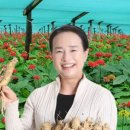 한국인삼사 네이버블로그