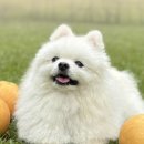 달콤한과수원