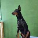 트리머펫 이미지