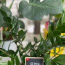 은하꽃집 | [일산 꽃집 추천 은하 꽃집] 방문 후기 :-)