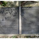 천제연 담팔수나무 이미지