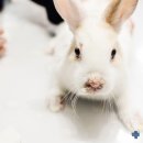 카우만 동물병원 이미지