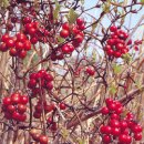 도솔약국 이미지