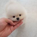 댕스마일 이미지