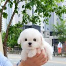 우리퍼피 이미지