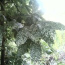 수목농장 이미지