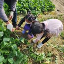 연세농장 이미지